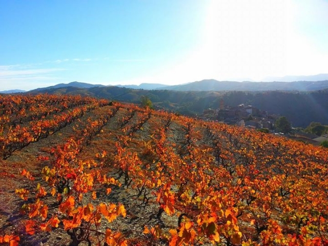Descubre nuestros viñedos